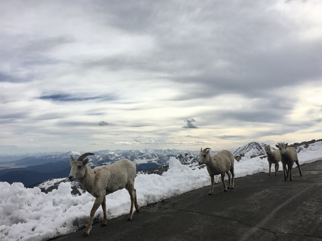 Mt. Evans sheep